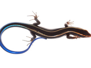 Blue Tail Skink for Sale