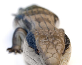 Blue Tongue Skink For Sale