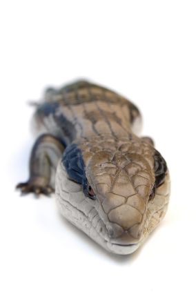 Blue Tongue Skink For Sale