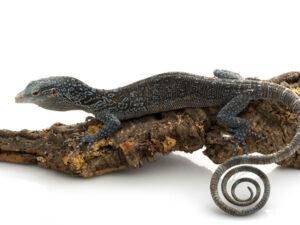 Blue Tree Monitor for Sale