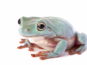 Blue White's Tree Frog For Sale