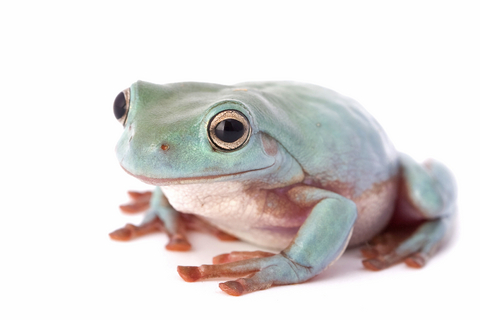 Blue White's Tree Frog For Sale