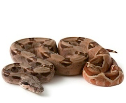 Boas for Sale