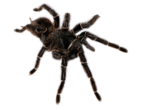 Brazilian Giant Salmon Tarantula for Sale
