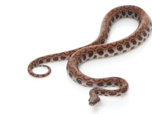 Brazilian Rainbow Boa For Sale