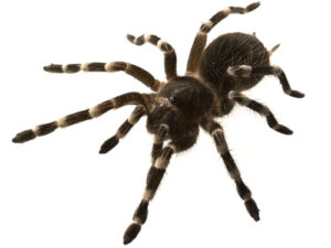 Brazilian White Knee Tarantula for Sale