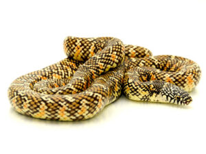 Brooks King Snake for Sale