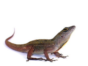 Brown Anole for Sale