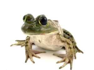 Bullfrog for Sale