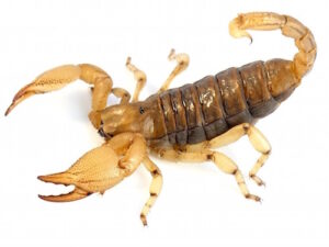 Burrowing Scorpion For Sale