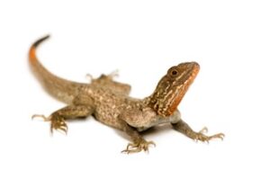 Agama Lizard For Sale