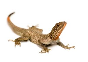 Agama Lizards For Sale