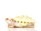 Albino Red Eared Slider