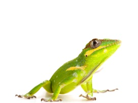 Anole Lizard for Sale