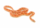 Corn Snakes For Sale