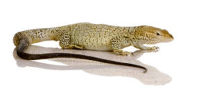 monitor lizards for sale