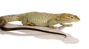 Monitor Lizards For Sale