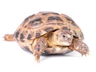 Russian Tortoise