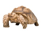Sulcata Tortoise