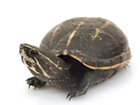 Three Striped Mud Turtle