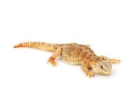 Uromastyx For Sale