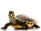 Yellow Bellied Slider Turtle