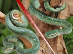 Northern Philippine Temple Pit Viper For Sale