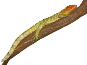 Caiman Lizard For Sale