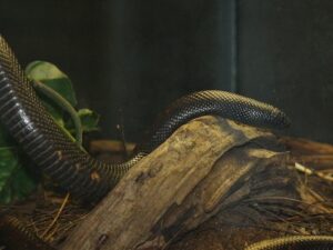 Calabar Python for Sale