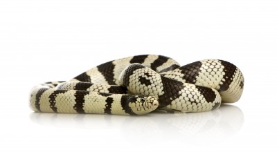 California King Snake For Sale