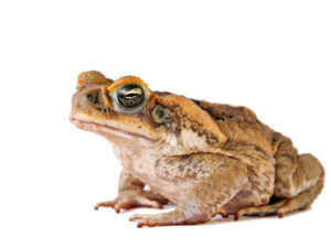 Cane Toad for sale