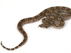 Central American Boa for Sale