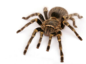 Chaco Golden Knee Tarantula For Sale