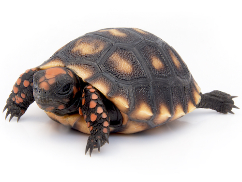 Cherry Head Red Foot Tortoise For Sale