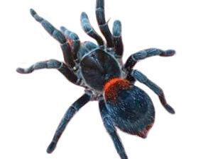 Chilean Dwarf Flame Tarantula for Sale