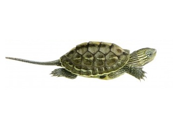 Golden Thread Turtle for Sale