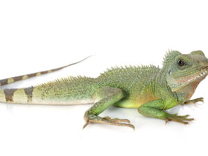 Chinese Water Dragon for sale