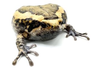 Chubby Frog For Sale