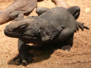 Chuckwallas for sale