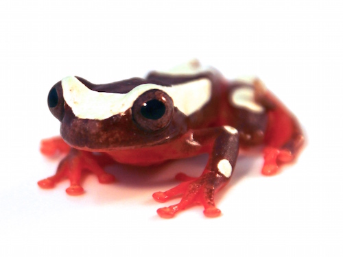 Clown Tree Frog For Sale