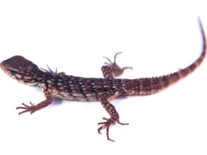 Clubtail Iguana For Sale