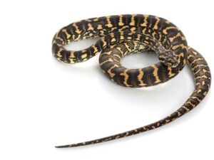 Coastal Carpet Python For Sale