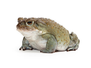 Colorado River Toad for sale