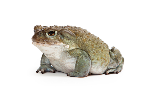 Colorado River Toad for sale