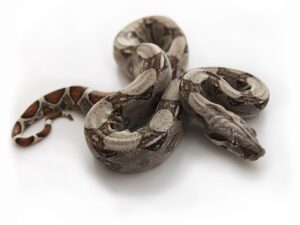 Columbian Red Tail Boa For Sale