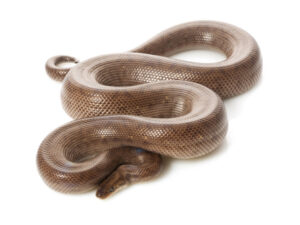Columbian Rainbow Boa for Sale