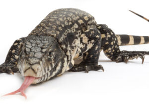 Colombian Tegu for Sale