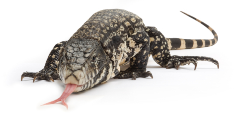 Colombian Tegu for Sale