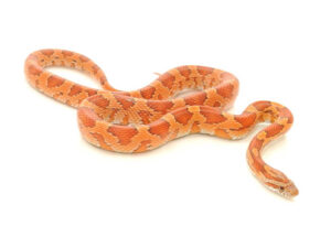 Corn Snake For Sale