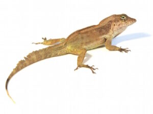 Crested Anole For Sale